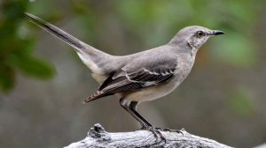 КРАСИВОЕ ПЕНИЕ ПЕРЕСМЕШНИКА