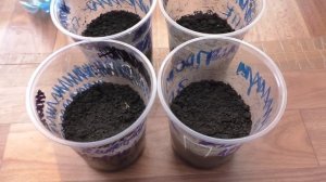 Посев детерминантных помидоров для открытого грунта