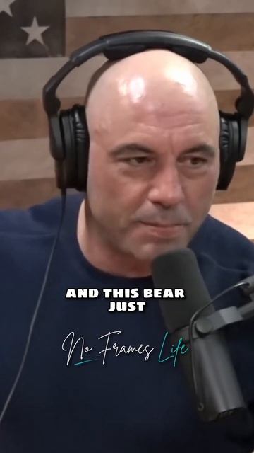 The Dark Truth About Bears #joerogan #bear #shorts смотреть онлайн
