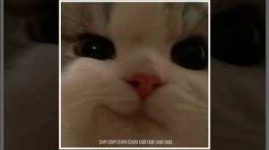 Chipi Chipi Chapa Chapa Dubi Dubi Daba Daba
