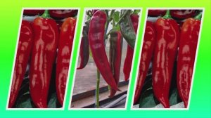 Перец Астрэль