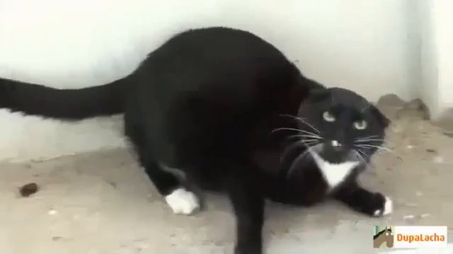 ПРО КОТА!ЮМОР шутки Смех смотреть онлайн