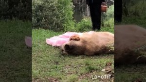 Я и самый ласковый Медведь Степан, 18.05.2019