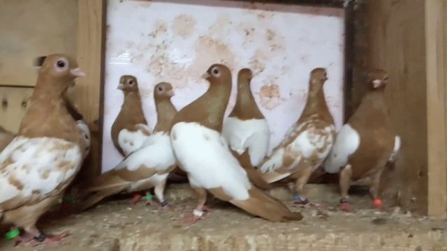 Зеркалки.Сергей Лобачёв. смотреть онлайн