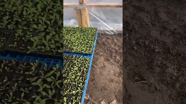 Так мы делаем запоминалки в нашей теплице)))