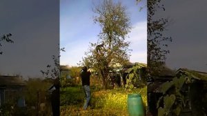 Дерево падает