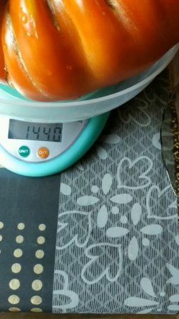 Личный рекорд в выращивании томатов_ сорт Большой Зак Ла Рю, вес 1440 граммов!!!