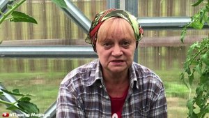 Вершинная гниль томатов. Как лечить, как бороться.