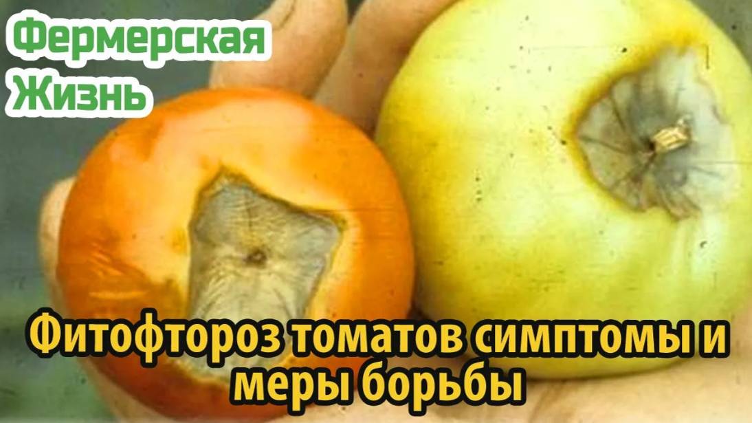 Фитофтороз томатов симптомы и меры борьбы