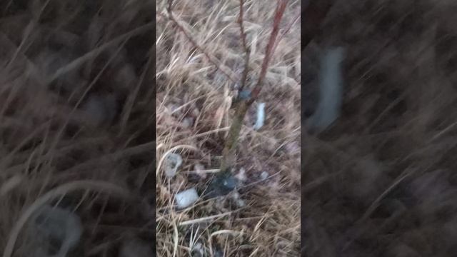 Прививка яблони на грушу в Подмосковье. Омолаживание старой груши. Прививка груши на грушу.