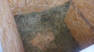 Строим будку для овчарки