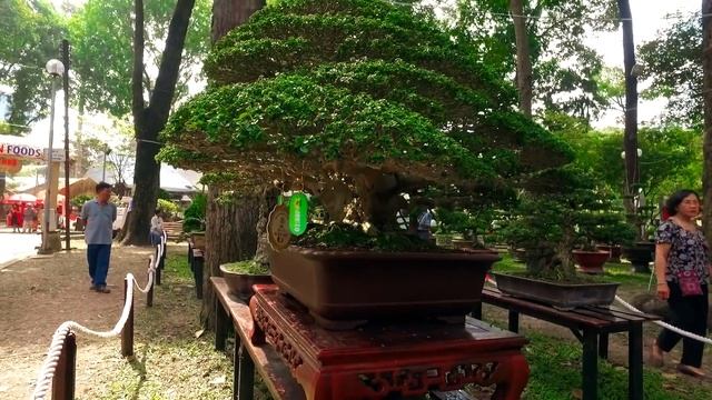 Os Bonsais mais Incríveis de toda minha Vida! смотреть онлайн