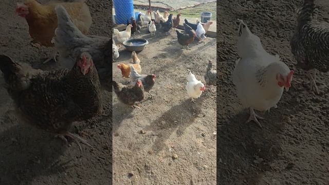 Ужин у кур 🐔  Яйца собрал 🥚