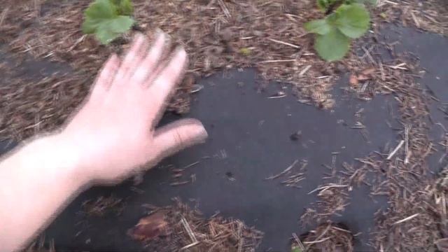 #90 ДАЧНЫЙ ВЛОГ! смотреть онлайн