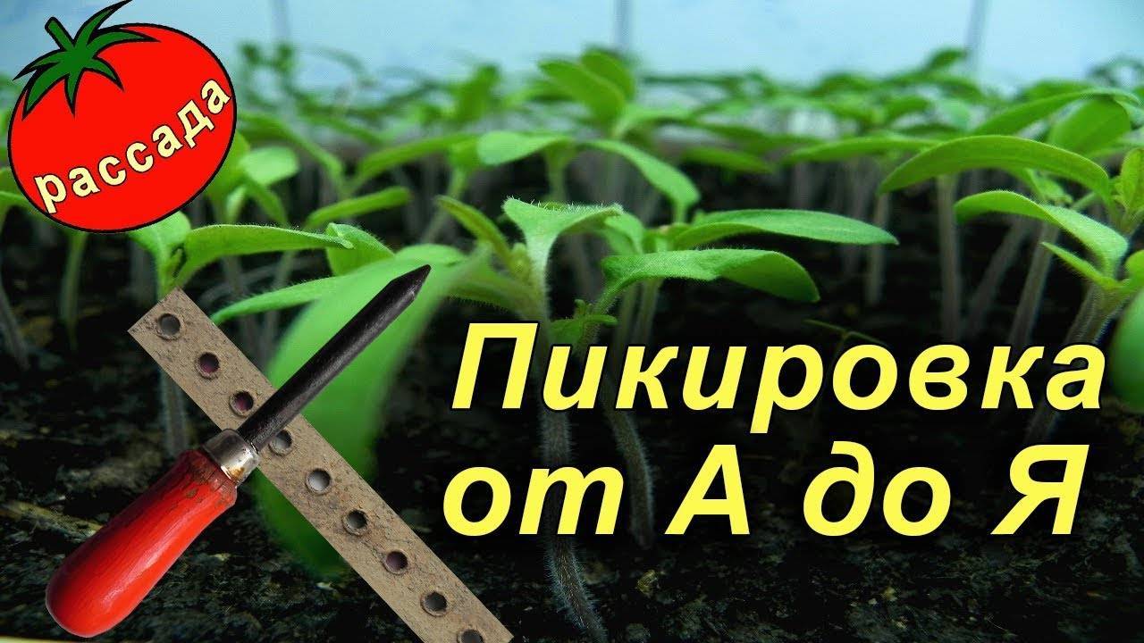 ПИКИРОВКА рассады ПОШАГОВО! Как правильно пикировать помидоры