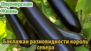 Баклажан разновидности король севера
