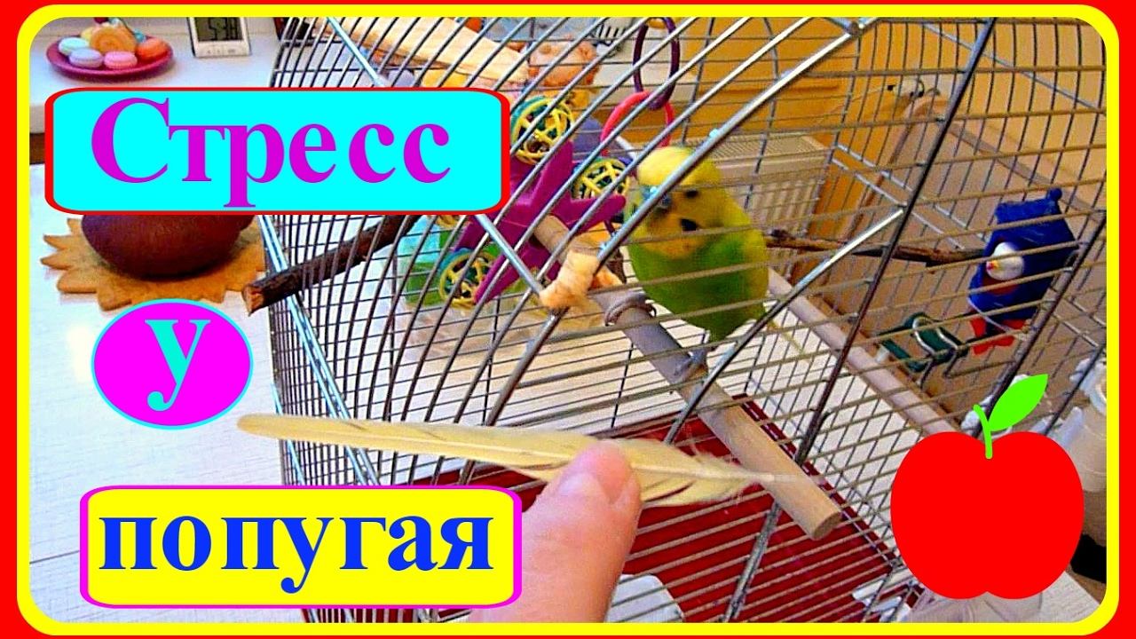 СТРЕСС У ПОПУГАЯ//ВОЛНИСТЫЙ ПОПУГАЙ ТОША//ПОПУГАЙ