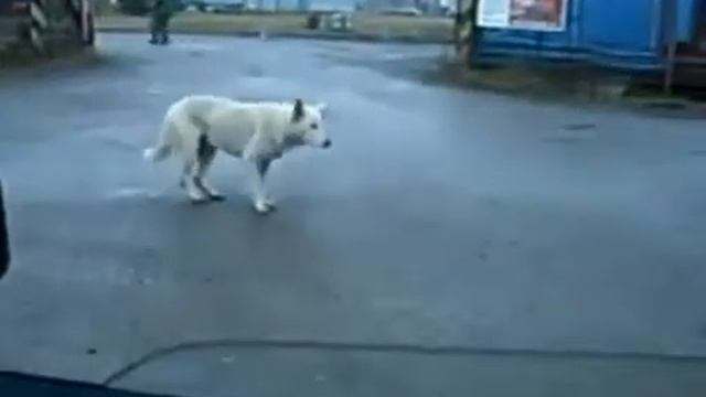Тает лёд танец собаку кочает🐕 смотреть онлайн