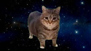 Кот крутилка вертелка / реальных инструментах