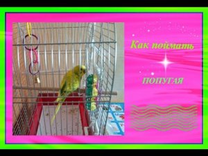 VLOG:Как поймать попугая//Волнистый попугай//Уход за попугаем