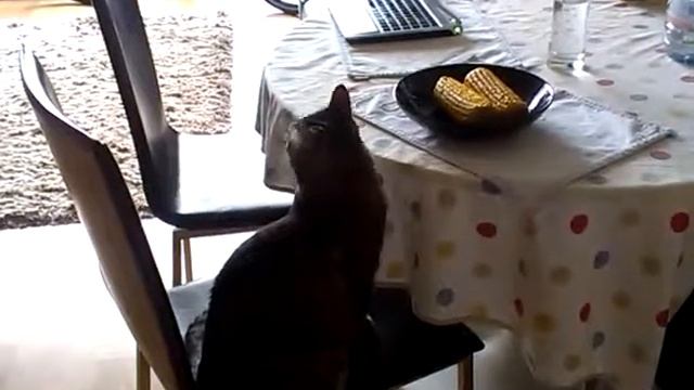 любите ли вы кукурузу так, как любит ее Скай? :) смотреть онлайн