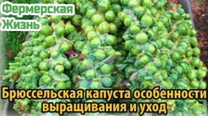 Брюссельская капуста особенности выращивания и уход