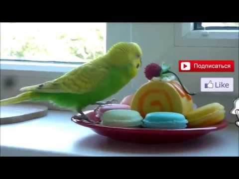 САМЫЙ ВЕСЕЛЫЙ ПОПУГАЙ ТОША ▶️ РЕАКЦИЯ ПОПУГАЯ НА МУЗЫКУ ▶️ зеленый попугайчик TV