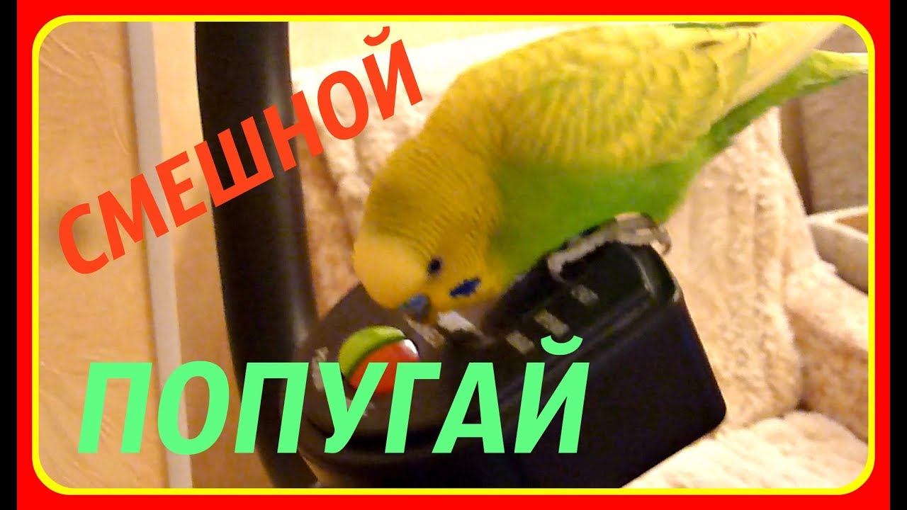 ПОПУГАЙ РЕШИЛ ЗАНЯТЬСЯ СПОРТОМ//СМЕШНОЙ ВЕСЕЛЫЙ ПОПУГАЙ //МИЛЫЕ ПТИЦЫ//ЗЕЛЕНЫЙ ПОПУГАЙЧИК ЧИРИКАЕТ
