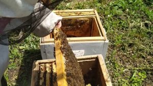 Пчелы. Деление семьи на две, методом "пол-лëта"