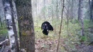 Глухарь нападает на человека)
