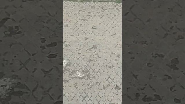 тут будут лягушки🐸🐸 смотреть онлайн