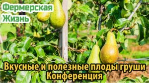 Вкусные и полезные плоды груши Конференция