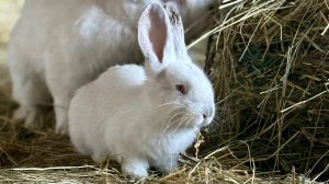Кролики которых мы нашли и их дети