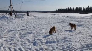 Притравка молодых лаек, по медведю продолжение
