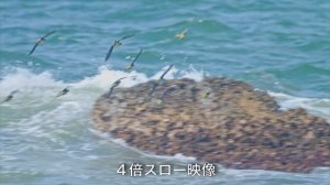 【Nikon Z6III 野鳥撮影】大磯照ヶ崎海岸でアオバト。AF性能検証、6k映像・6k60fps、フルHD240fpsで超スロー。NIKKOR Z 180-600mm f/5.6-6.3 VR。