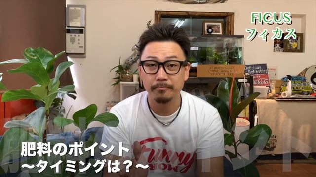【観葉植物】ゴムの木と呼ばれるフィカス《Ficus》との暮らし方【南国の植物専門店STOCKgarden】