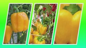 Перец Золотинка