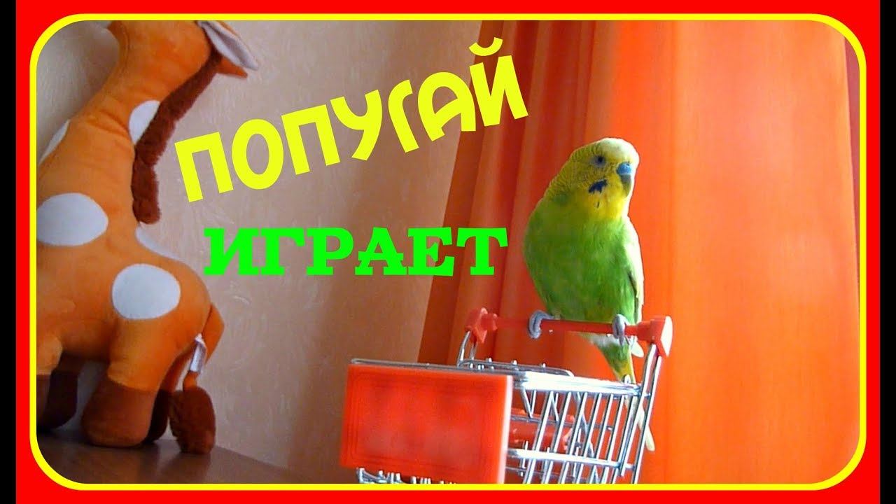 КАК ПОПУГАЙ ВЕСЕЛО ИГРАЕТ//ИГРУШКИ ДЛЯ ПОПУГАЯ//ВЕСЕЛЫЙ И СМЕШНОЙ ВОЛНИСТЫЙ ПОПУГАЙ