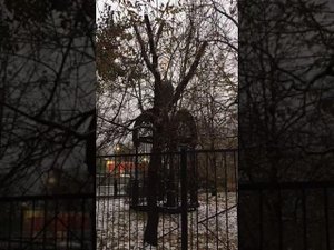Колокольный звон в Алексеевском монастыре. Звонница около храма Алексия человека Божия.