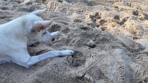 Пёс и рак-отшельник