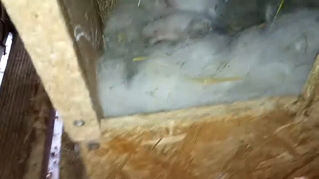 Кролики на новому місці. смотреть онлайн