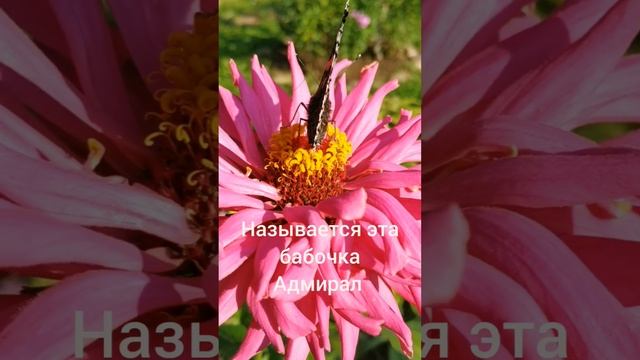 Бабочка Адмирал - редкий гость в нашем саду