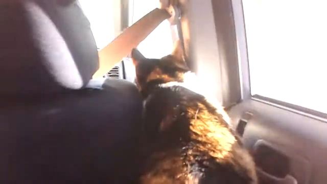 Koshka in the car смотреть онлайн