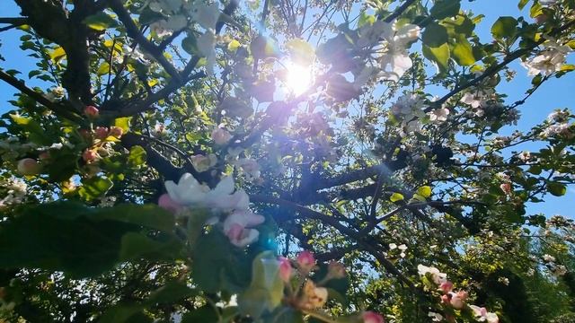 Цветение яблони крупным планом. Красивый пейзаж. Видео антистресс.