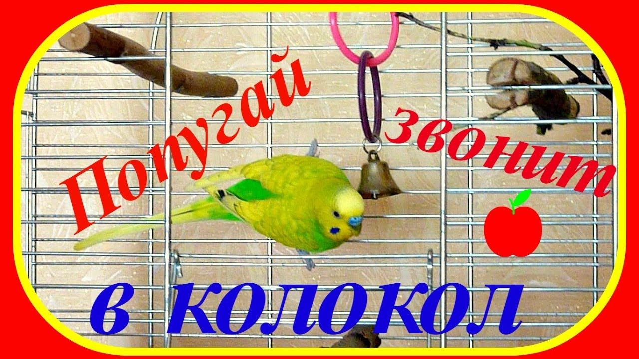 Попугай Тоша звонит в колокол//Игрушка для попугая//Попугай играет