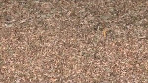 17 09 15 В Удмуртии заканчивают уборку урожая