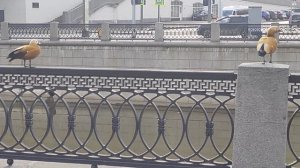 Говорливые огари у метромоста