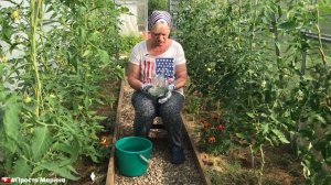 Защита томатов от болезней