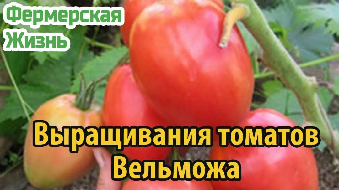 Особенности выращивания томатов сорта вельможа