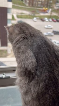 Милый котик смотрит в окно 🐱